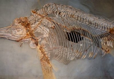 В Англии обнаружили останки крупнейшего ихтиозавра в истории Земли