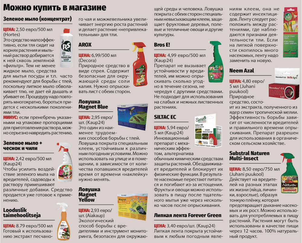 Вот тля: народные способы и магазинные средства для борьбы с вредителем