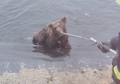 Спасатели вытащили из воды двух медвежат