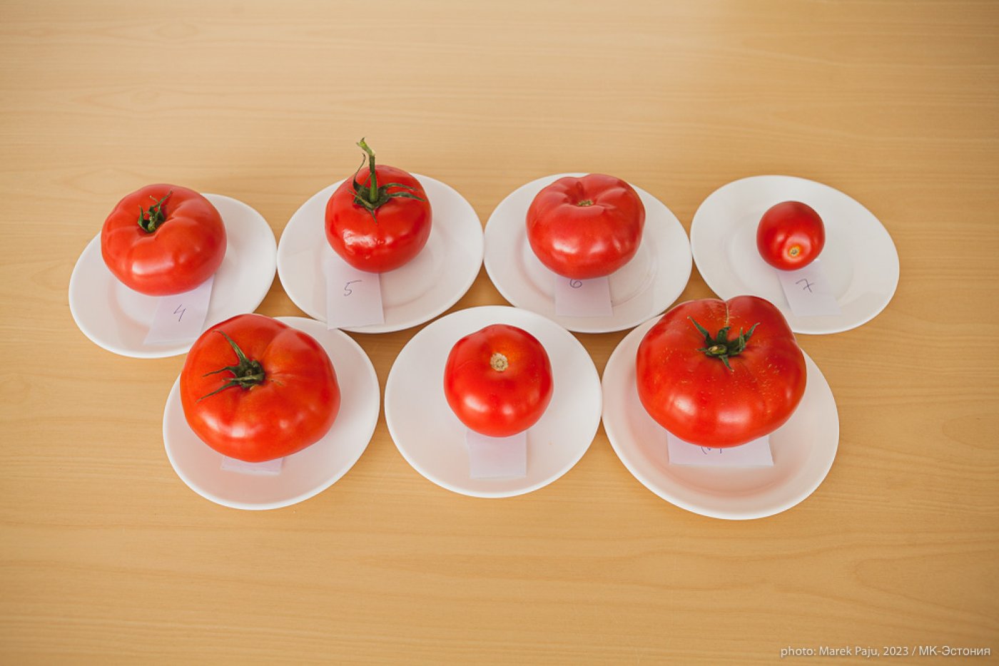 Поделки из помидоров своими руками: интересные идеи