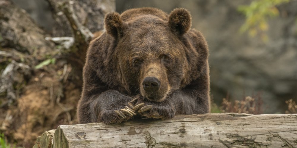 В Румынии на горном маршруте медведь убил 19-летнюю туристку