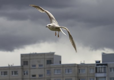 Владельцам домов следует осмотреть свои строения перед началом сезона гнездования