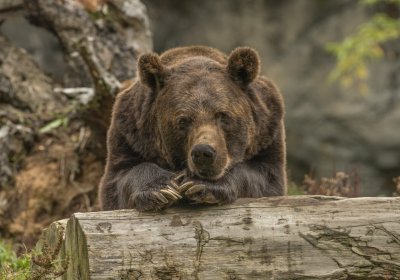 Окружной суд признал охоту на медведя в Эстонии незаконной