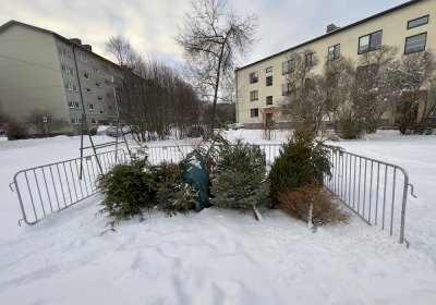 В Таллинне открыты пункты бесплатного сбора новогодних елок