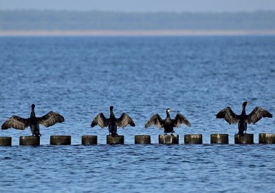 Эстонское орнитологическое общество выбрало птицу года