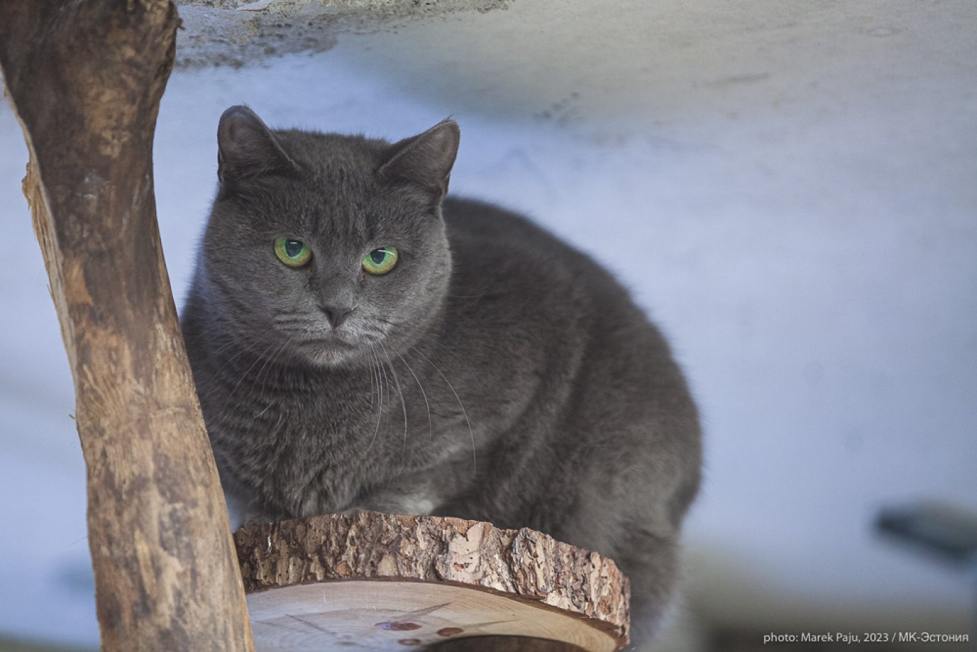 Кошкин дом: фоторепортаж из приюта для животных