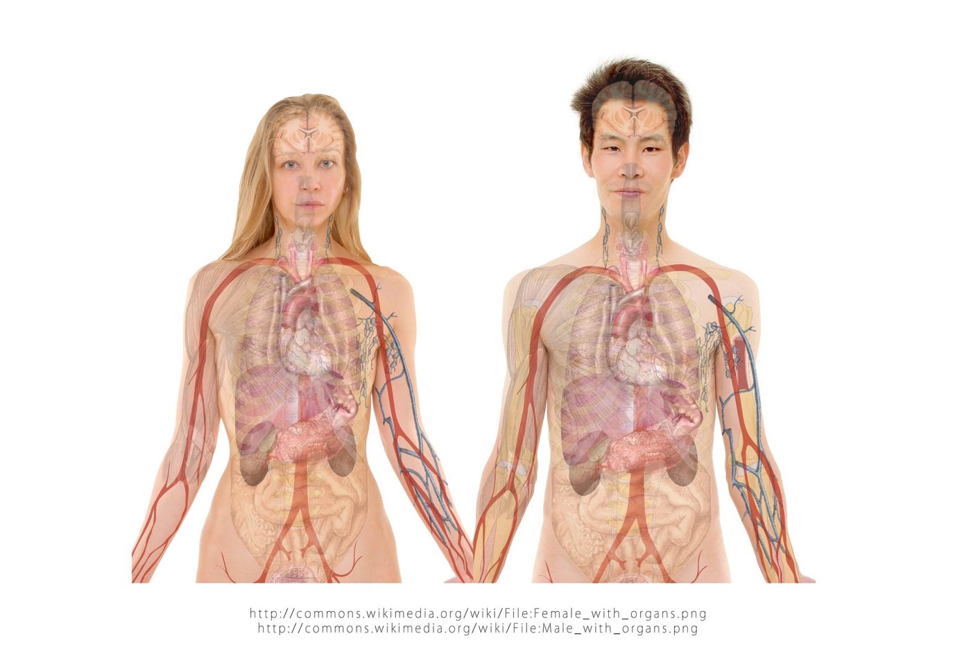 Анатомия сердца (иллюстрации, трёхмерные изображения, фотографии разрезов)